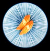 56. Nigiri Laks og hvidløg