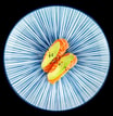 57. Nigiri Laks og avokado
