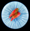 59. Nigiri Tun