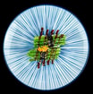 66. Nigiri Asparges