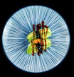 64. Nigiri Avokado
